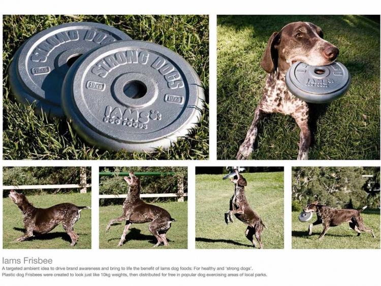 Cane che gioca con un freesbee a forma di disco da bilancere da 10kg